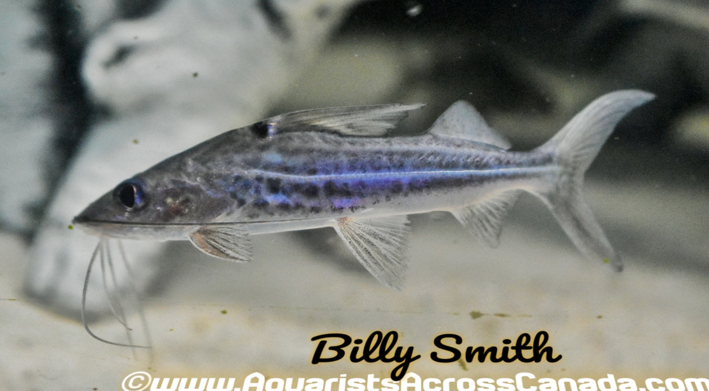 FOUR LINE PICTUS CATFISH (Pimelodus Blochii) - Aquarists Across Canada