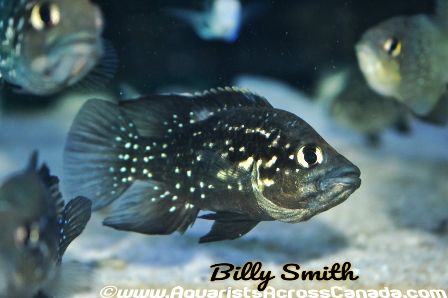 PARATILAPIA POLLENI *Andapa* (HOUSEBRED) - Aquarists Across Canada