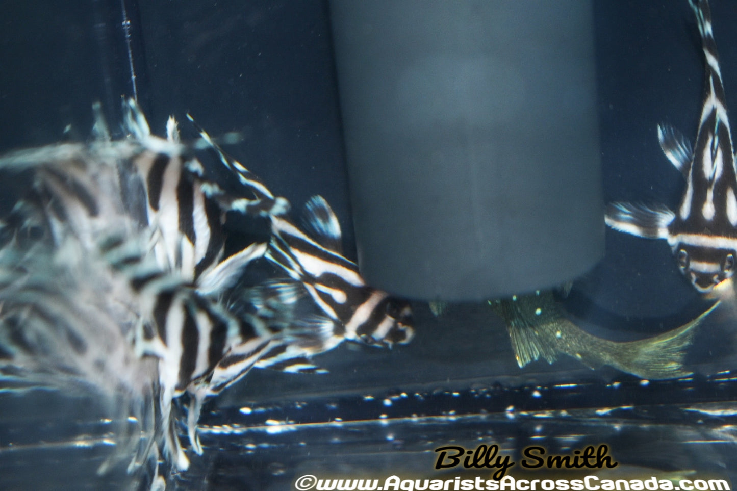 L46 ZEBRA PLECO (Hypancistrus zebra) – Aquarists Across Canada