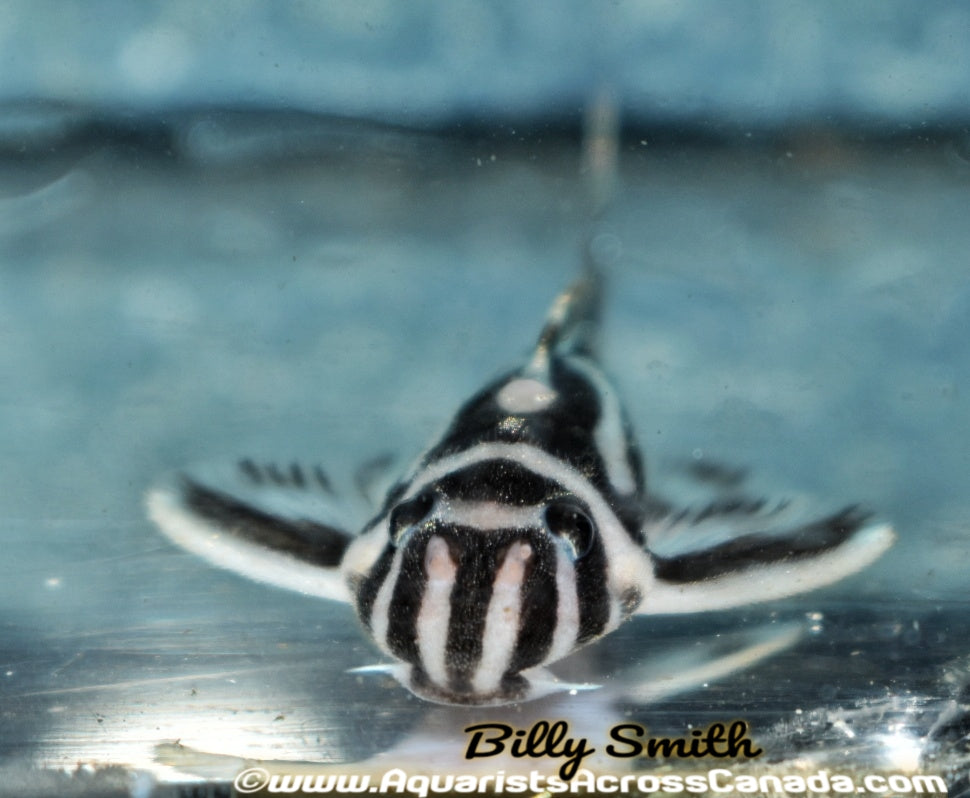 L46 ZEBRA PLECO (Hypancistrus zebra) - Aquarists Across Canada
