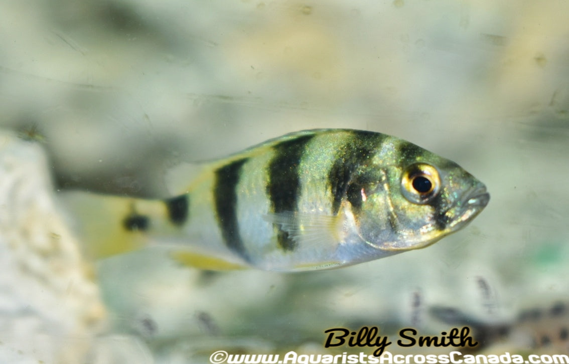 ZEBRA OBLIQUEDENS (Astatotilapia latifasciata) - Aquarists Across Canada