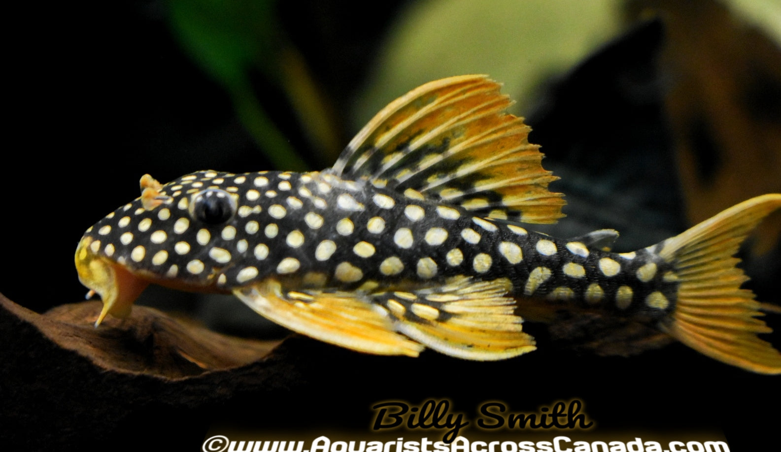 L14 SUNSHINE PLECO (Scobinancistrus aureatus ) - Aquarists Across Canada