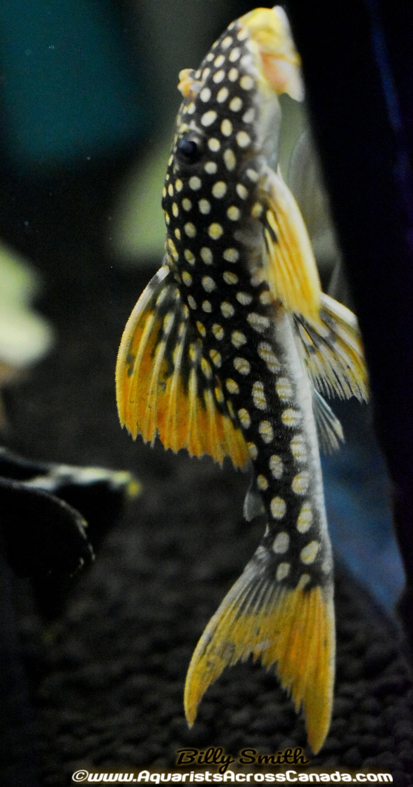 L14 SUNSHINE PLECO (Scobinancistrus aureatus ) - Aquarists Across Canada