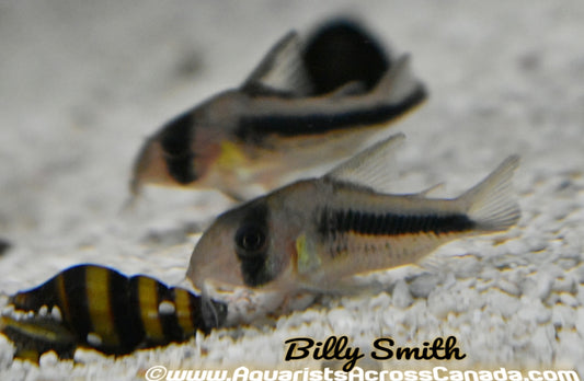 AXELRODI CORYDORA (Corydoras Axelrodi) - Aquarists Across Canada