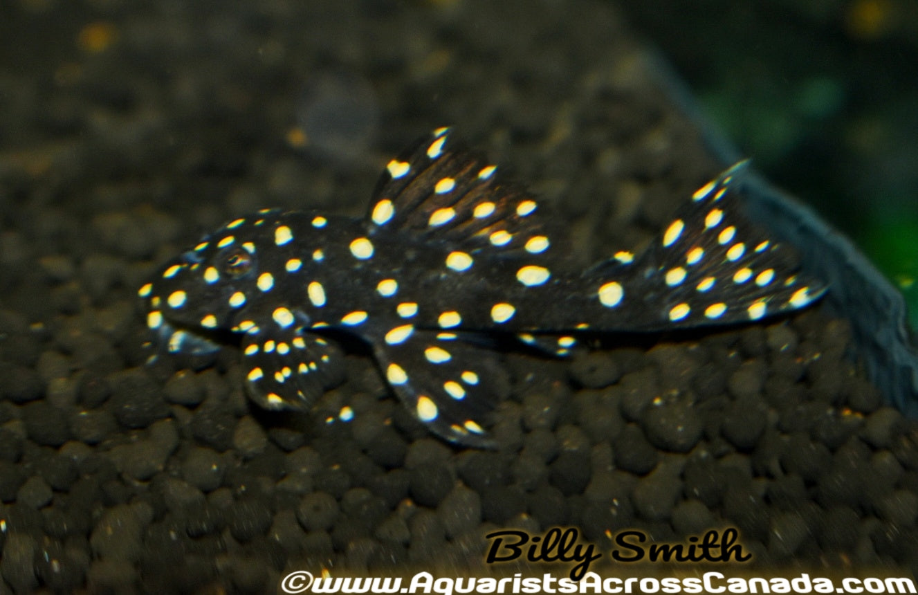 L007 VAMPIRE PLECO (Leporacanthicus cf. galaxias L007) - Aquarists Across Canada