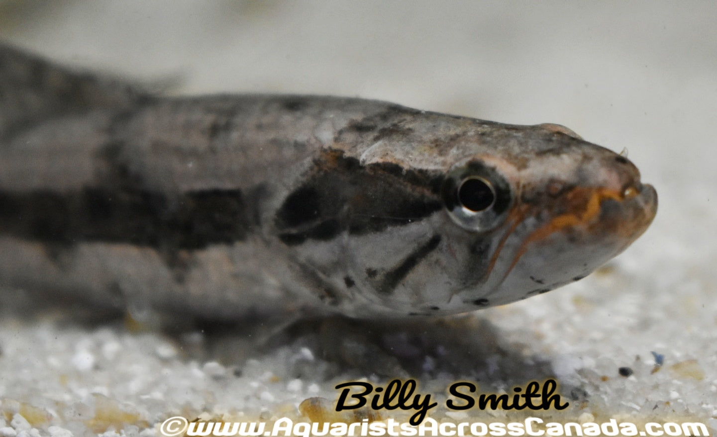 WOLF FISH (Hoplias malabaricus) - Aquarists Across Canada