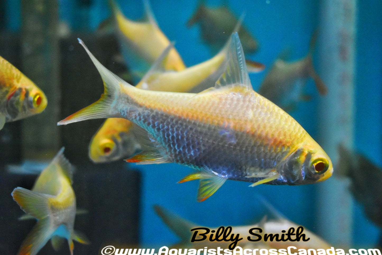 ALBINO TINFOIL BARB (Barbonymus schwanenfeldii) - Aquarists Across Canada