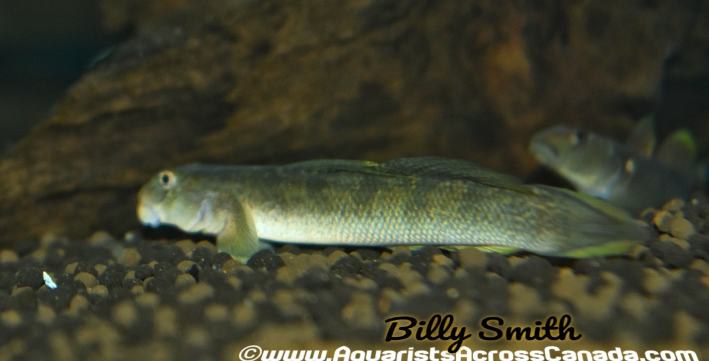 Blue Stream Goby Assorted and Interesting – Page 2 – Aquarists Across Canada