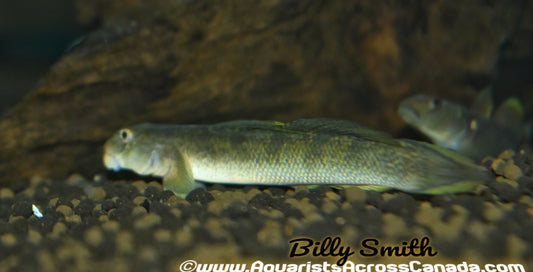 BLUE STREAM GOBY (Sicyopus lagocephalus) - Aquarists Across Canada