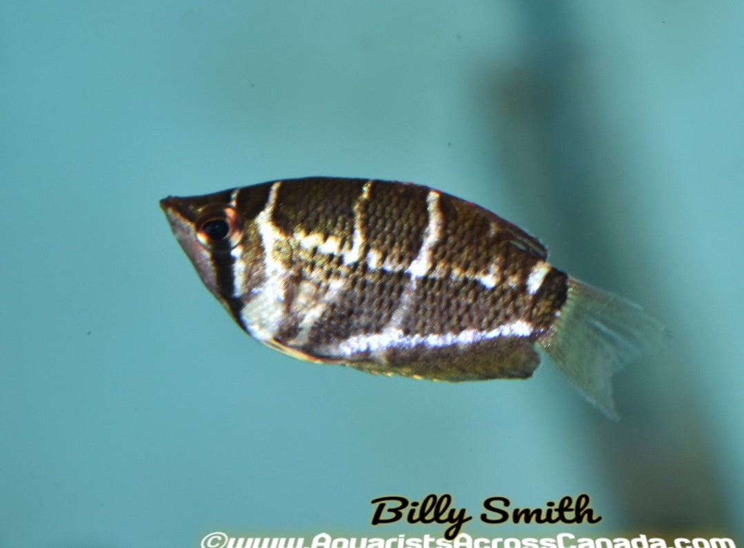 CHOCOLATE GOURAMI (Sphaerichthys osphromenoides) - Aquarists Across Canada