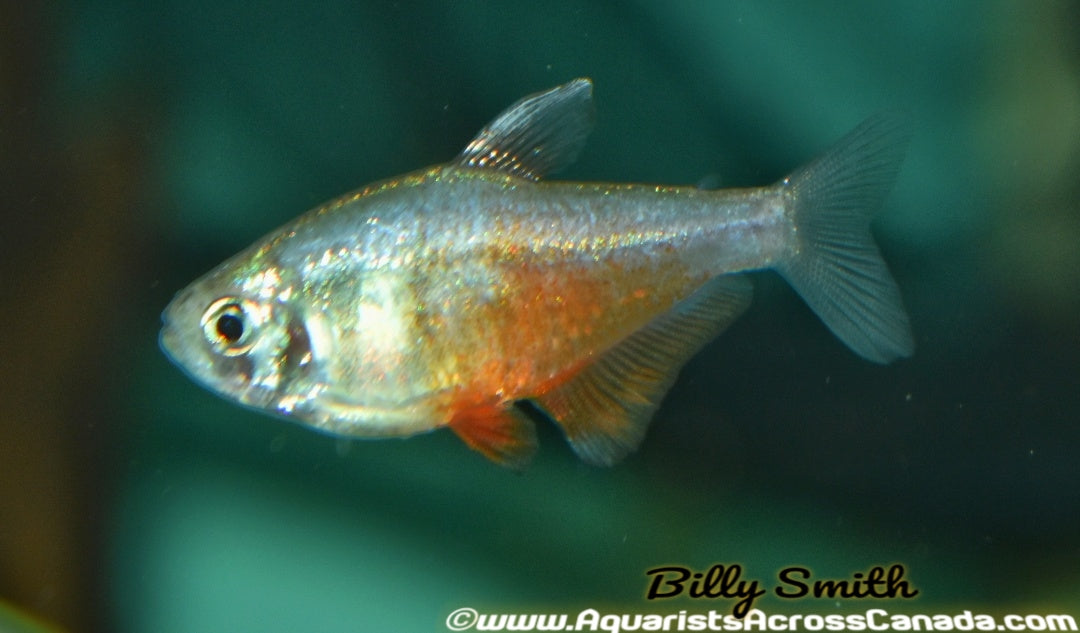 FLAME VON RIO TETRA (Hyphessobrycon flammeus) - Aquarists Across Canada