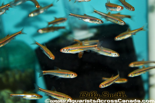 RAINBOW SHINER (Notropsis chrosomus) - Aquarists Across Canada