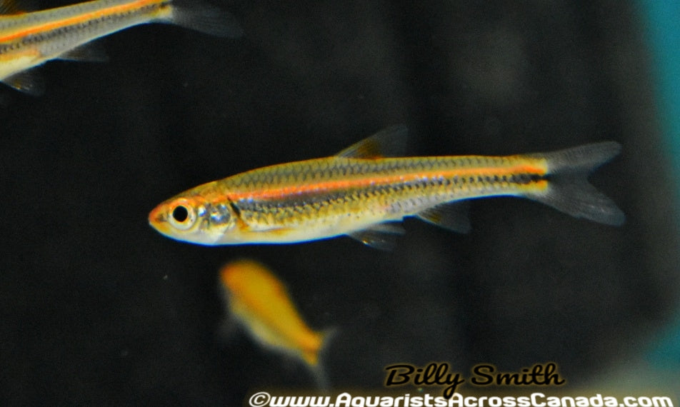 RAINBOW SHINER (Notropsis chrosomus) - Aquarists Across Canada