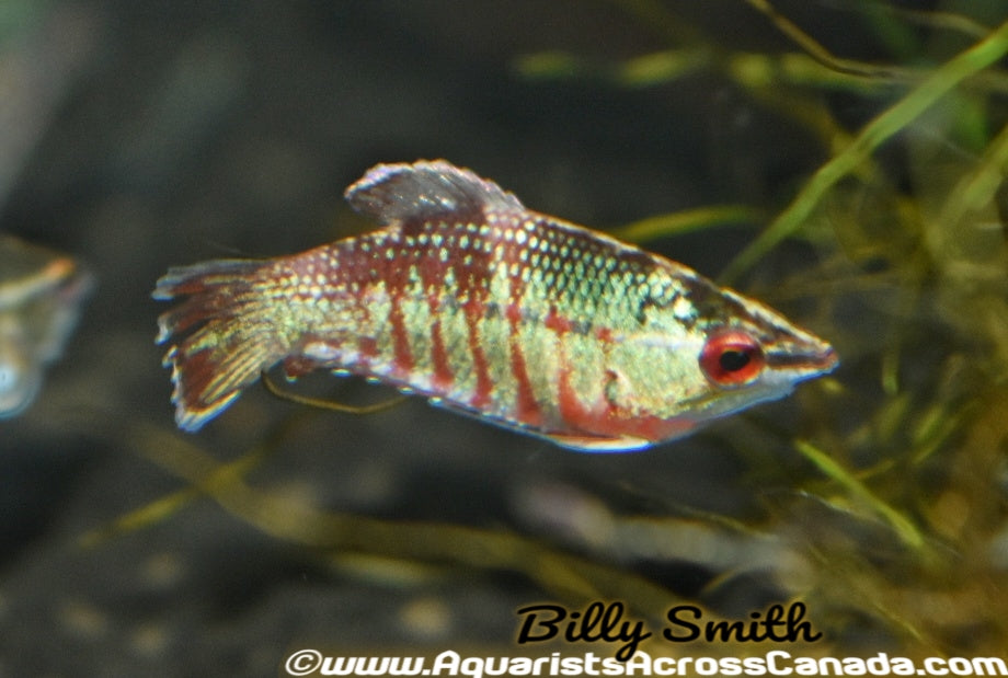 VAILLANTS GOURAMI (Sphaerichthys vaillanti) - Aquarists Across Canada