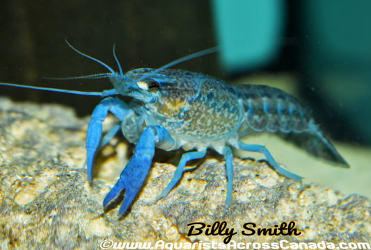 FLORIDA BLUE CRAYFISH (Procambarus alleni) - Aquarists Across Canada