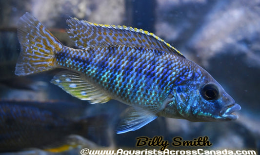 PROTOMELAS ORNATUS (HOUSEBRED F1) 4-5" SEXED - Aquarists Across Canada