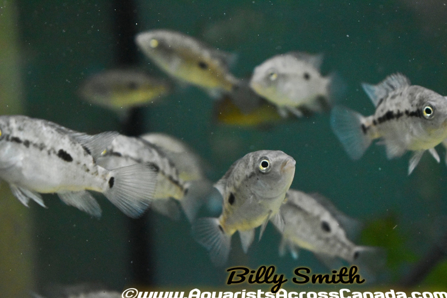 HAITIAN CICHLID *BLACK NASTY* (Nandopsis Haitiensis) - Aquarists Across Canada