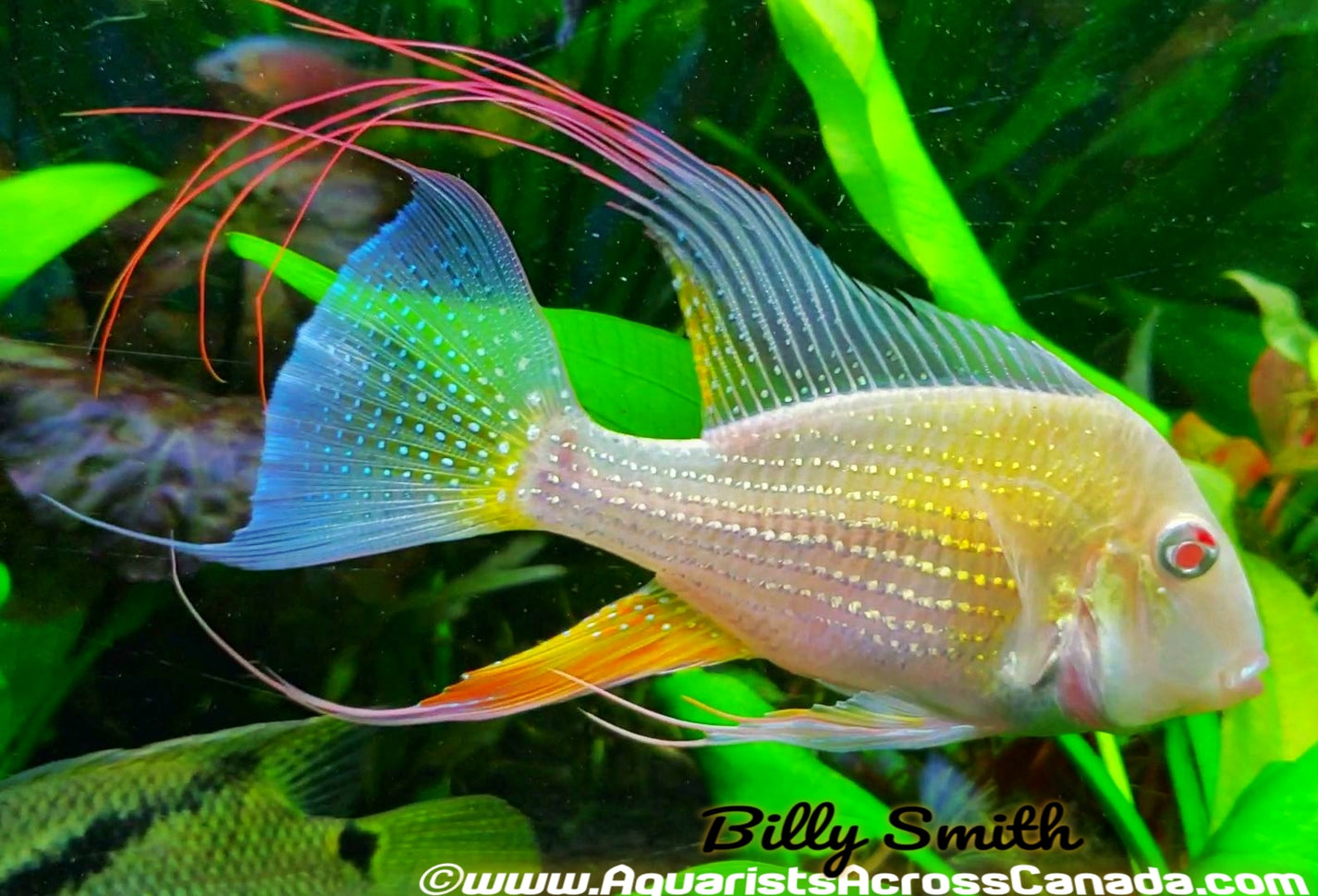 THREADFIN GEOPHAGUS *ALBINO* (Acarichthys heckelii .var) 2.253" A2405