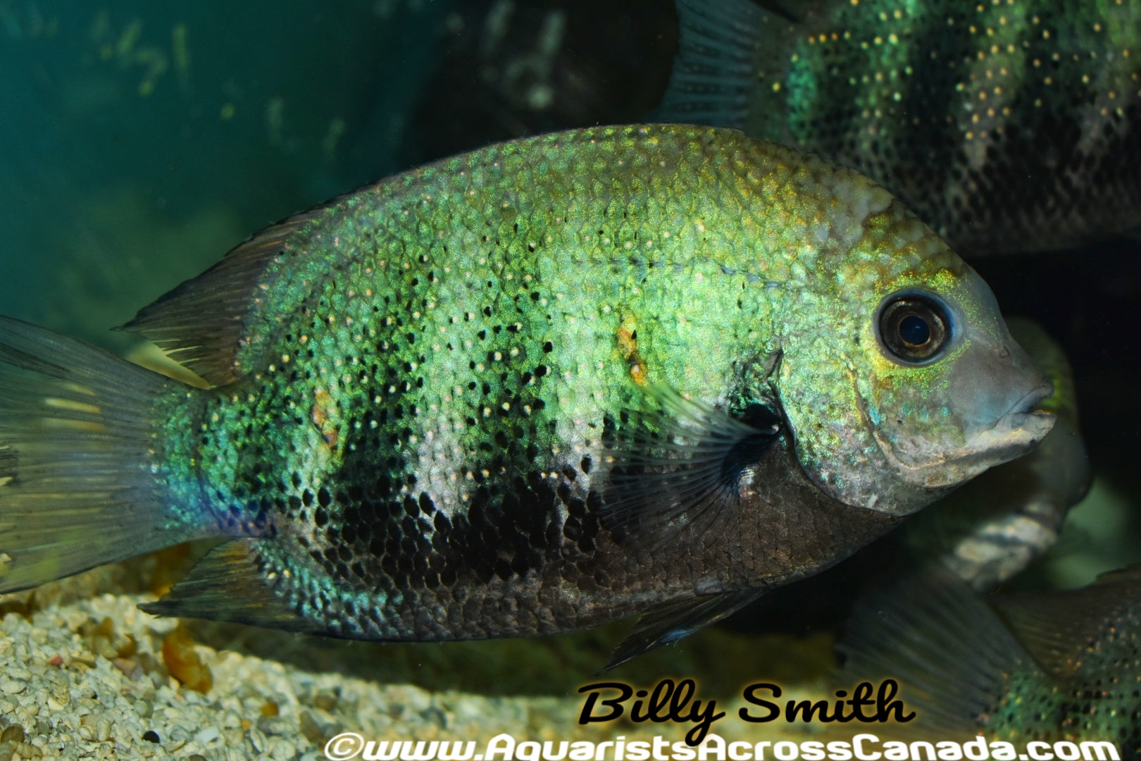 GREEN CHROMIDE (Etroplus Suratensis) 1.5