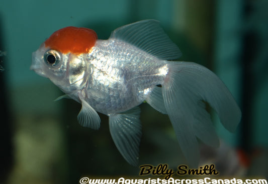 FANTAIL REDCAP (carassius Auratus) 2.5" - Aquarists Across Canada