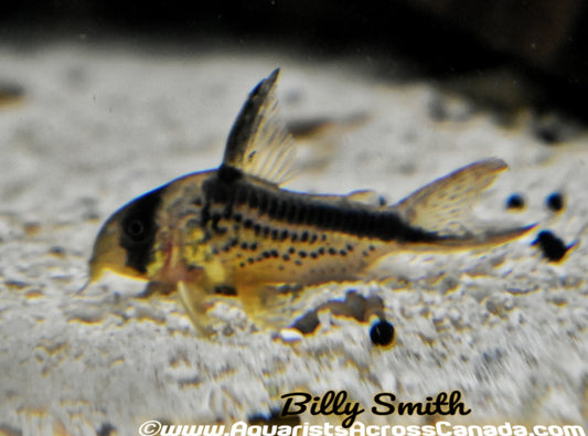 LOXOZONUS CORYDORA (Corydoras Loxozonus) - Aquarists Across Canada
