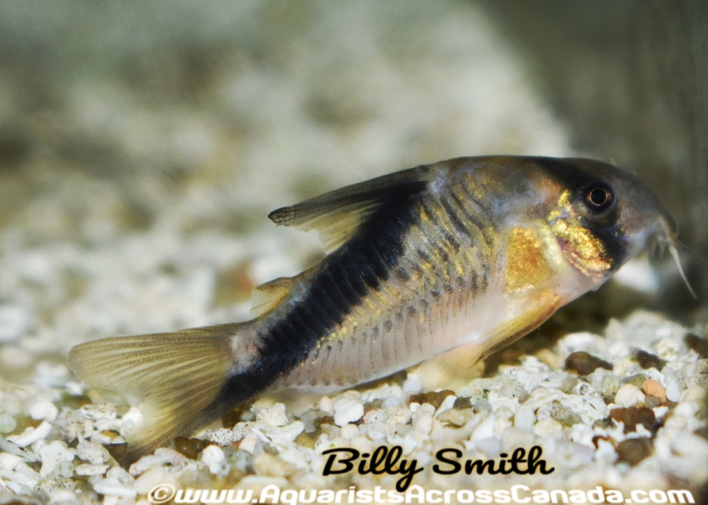 MELINI *FALSE BANDIT* CORYDORA (Corydoras melini) - Aquarists Across Canada