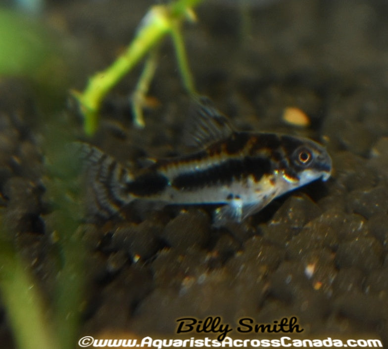 HABROSUS CORYDORA (Corydoras habrosus) - Aquarists Across Canada