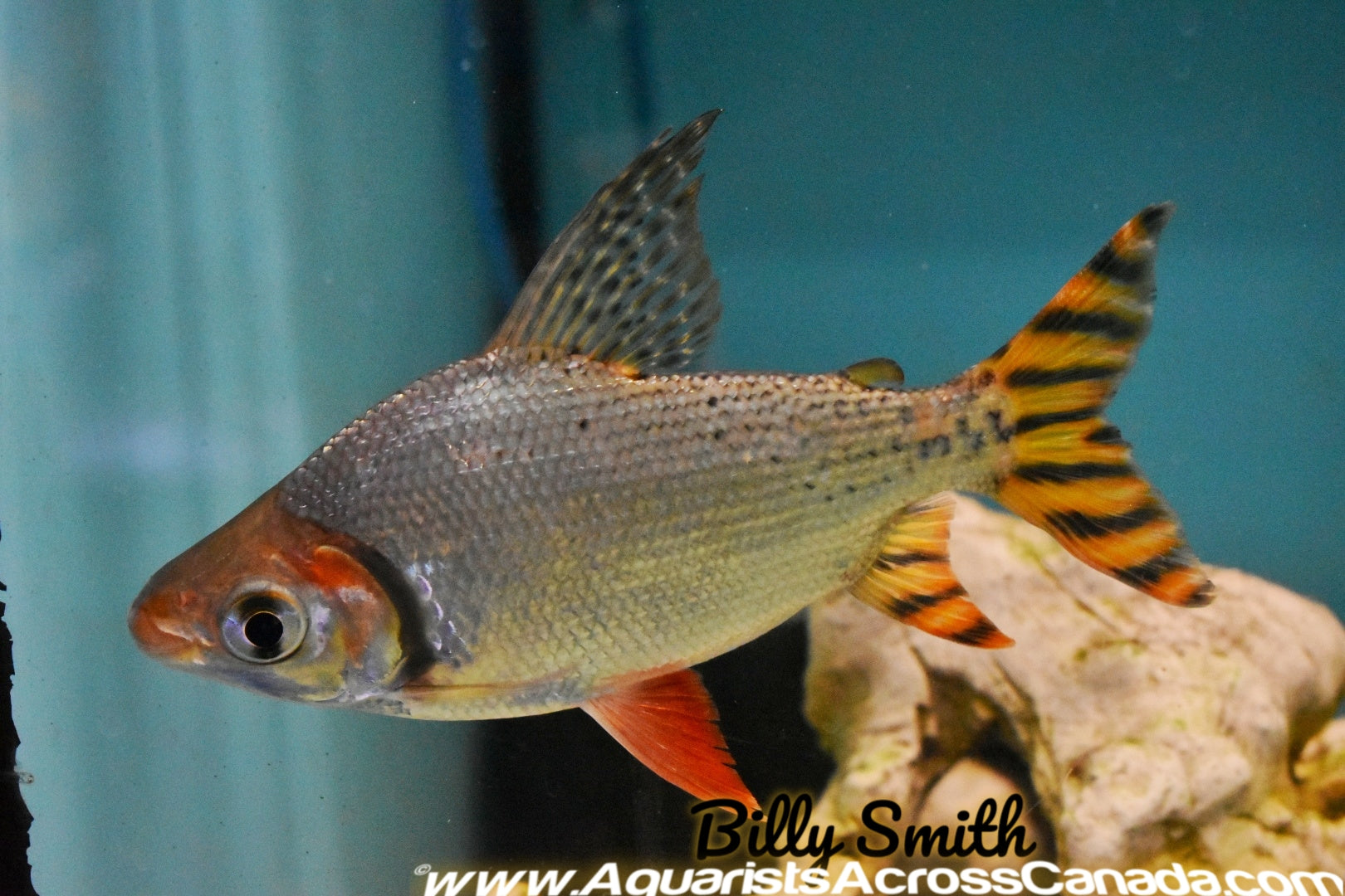 FLAGTAIL PROCHILODUS (RED) (Semaprochilodus insignis) 4" - Aquarists Across Canada