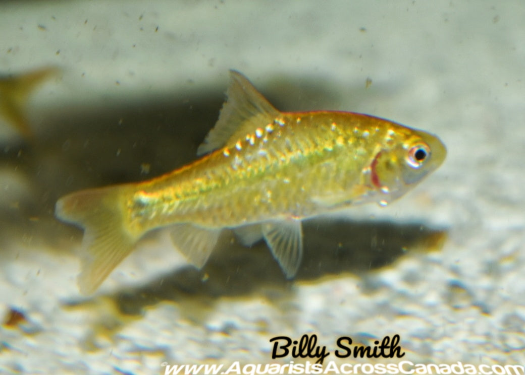 GOLD BARB (Puntius Sachsi) - Aquarists Across Canada