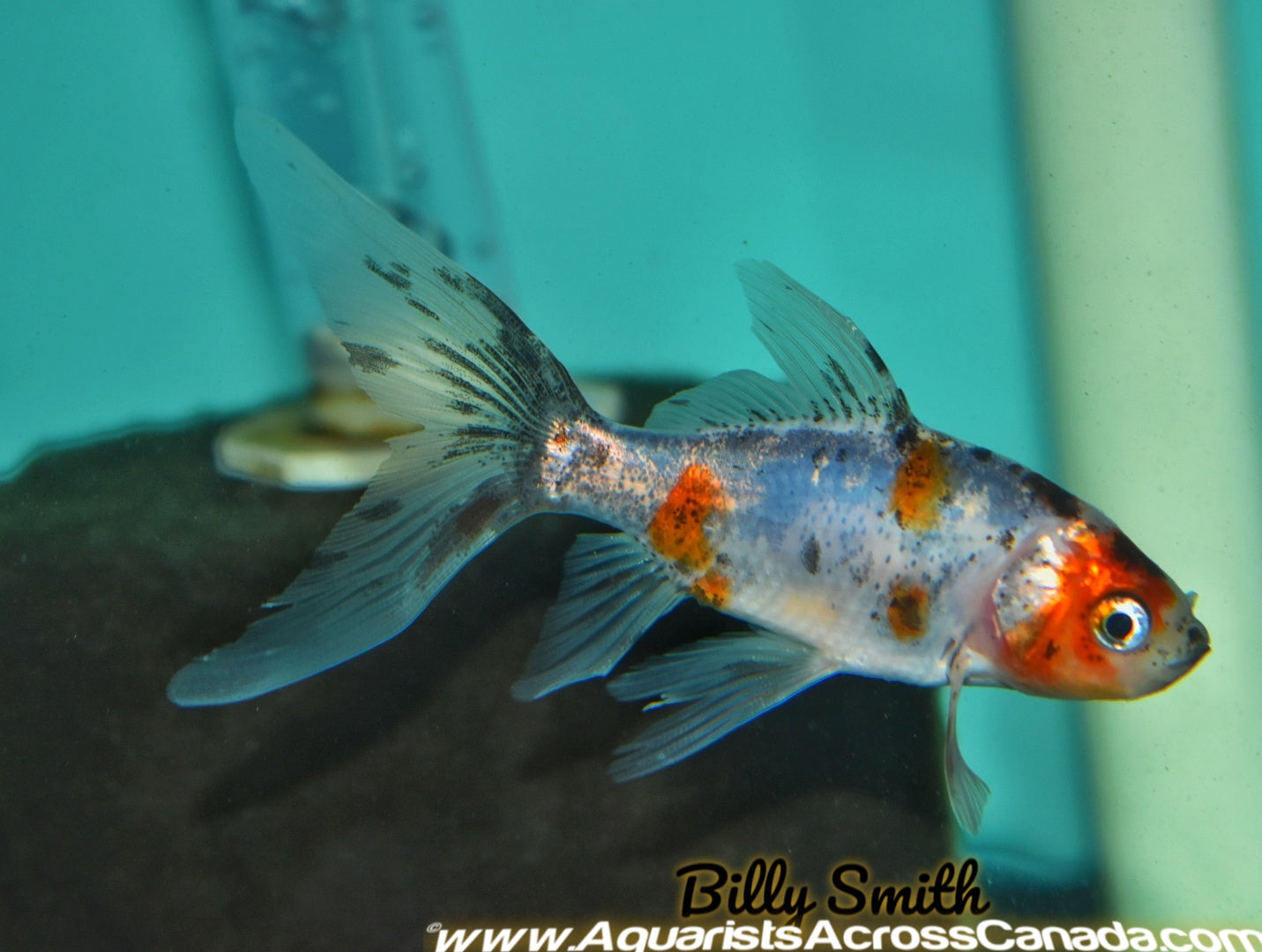 BLUE SHUBUNKIN (Carassius Auratus) 4" - Aquarists Across Canada