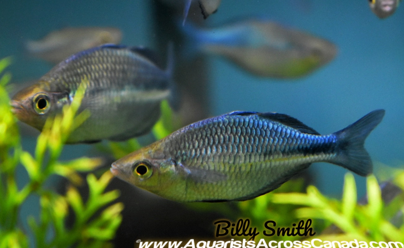 LAKE KUTUBU RAINBOW (Melanotaenia lacustris) - Aquarists Across Canada