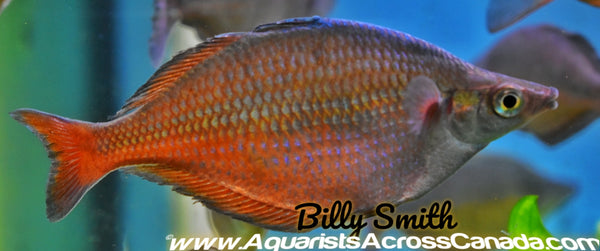 Rainbowfish – Aquarists Across Canada