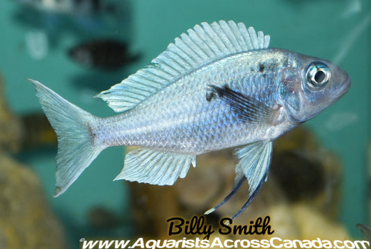 BLUE-GOLD TIPPED (OPHTHALMOTILAPIA VENTRALIS) - Aquarists Across Canada