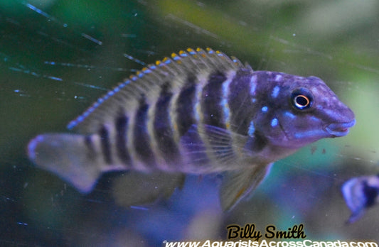 RED TANGANYIKAN GOBY (Eretmodus cyanostictus kipili* F1 - Aquarists Across Canada