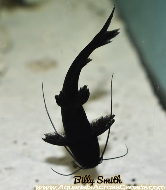 ASIAN UPSIDE DOWN CATFISH (mystus Leucophasis) - Aquarists Across Canada