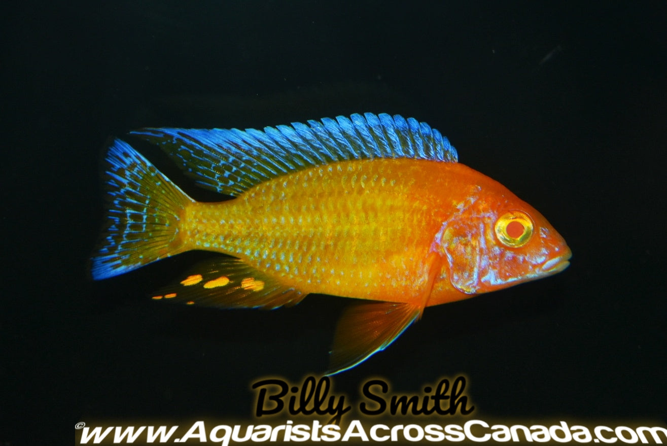 AULONOCARA. SP "RUBY ALBINO" (ALBINO RUBY RED) 1" UNSEXED - Aquarists Across Canada