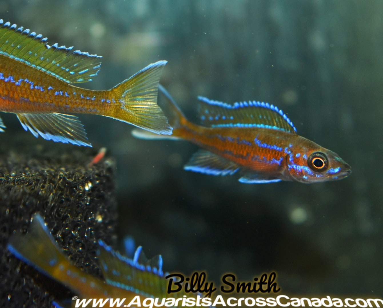 BLUE NEON CYPRICHROMIS (PARACYPRICHROMIS NIGRIPINNIS) - Aquarists Across Canada