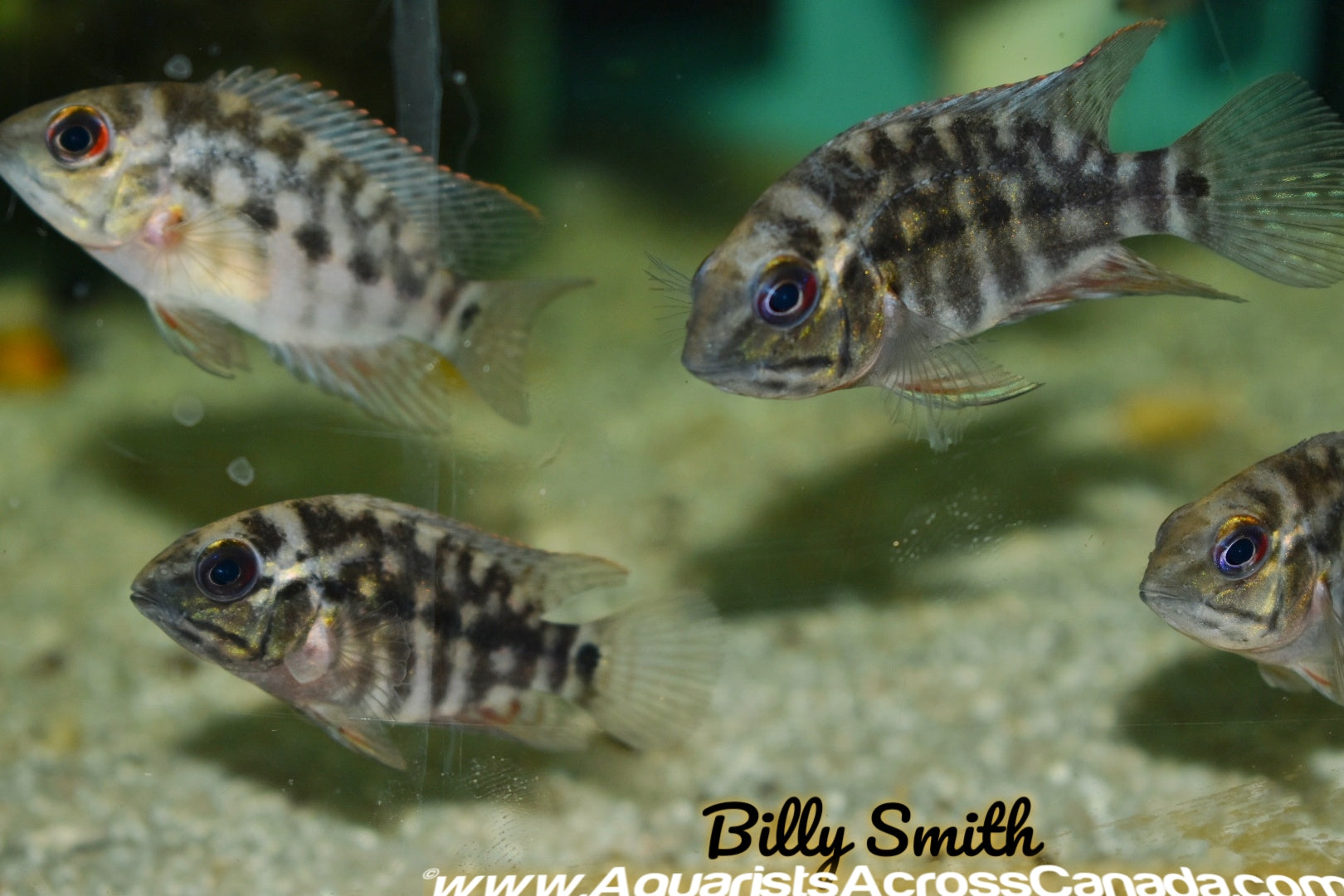 TRUE PARROT CICHLID (Hoplarchus psitticus) - Aquarists Across Canada