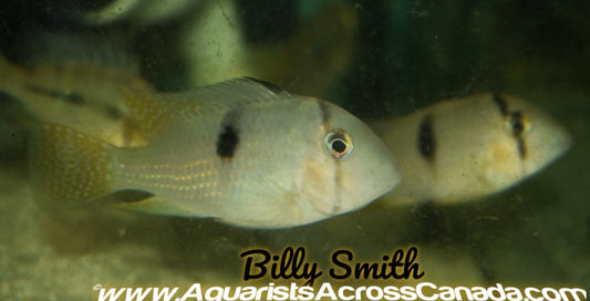 BANDIT CICHLID (Guianacara geayi) - Aquarists Across Canada