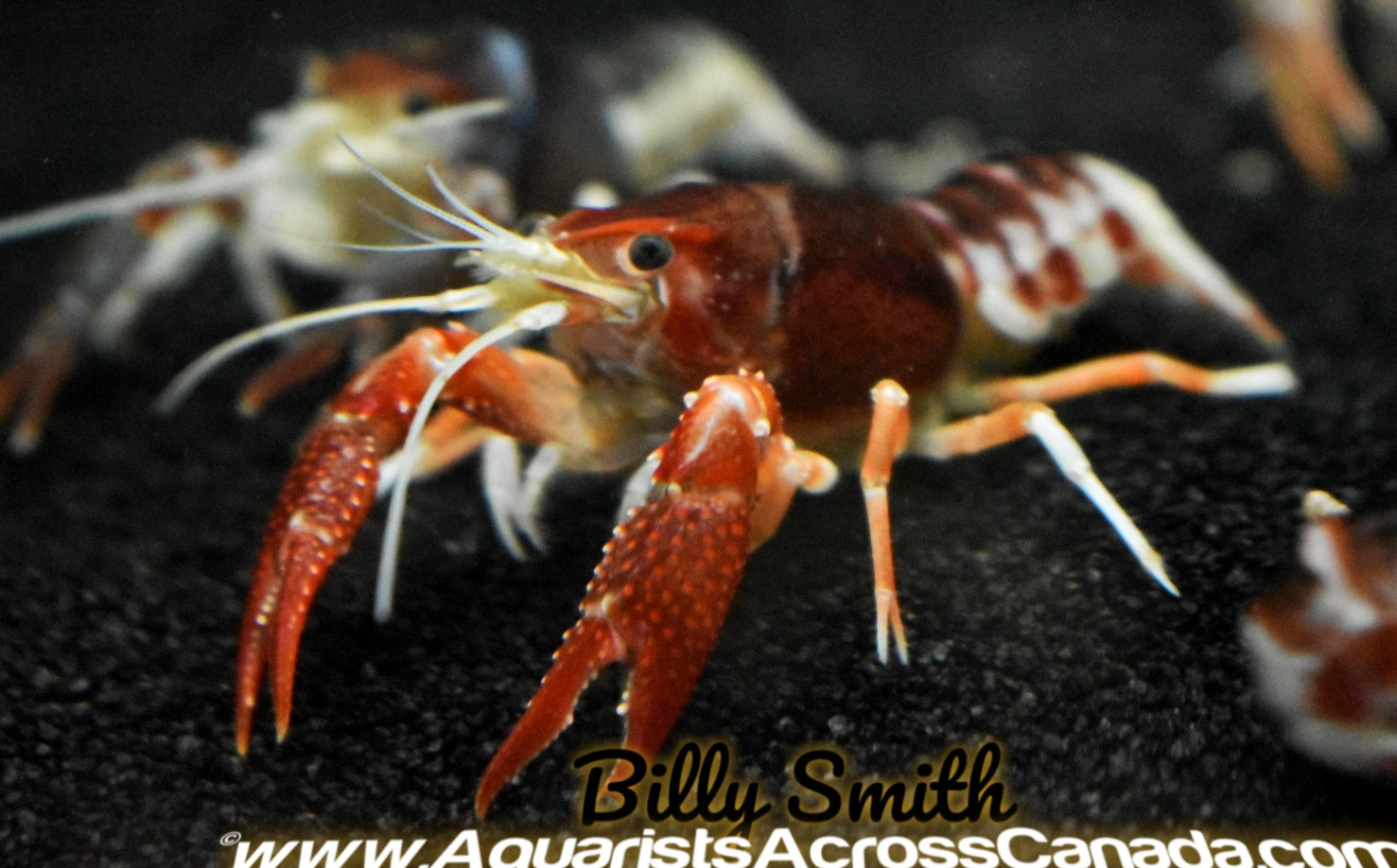 GHOST CRAYFISH (Procambarus clarkii .sp) - Aquarists Across Canada