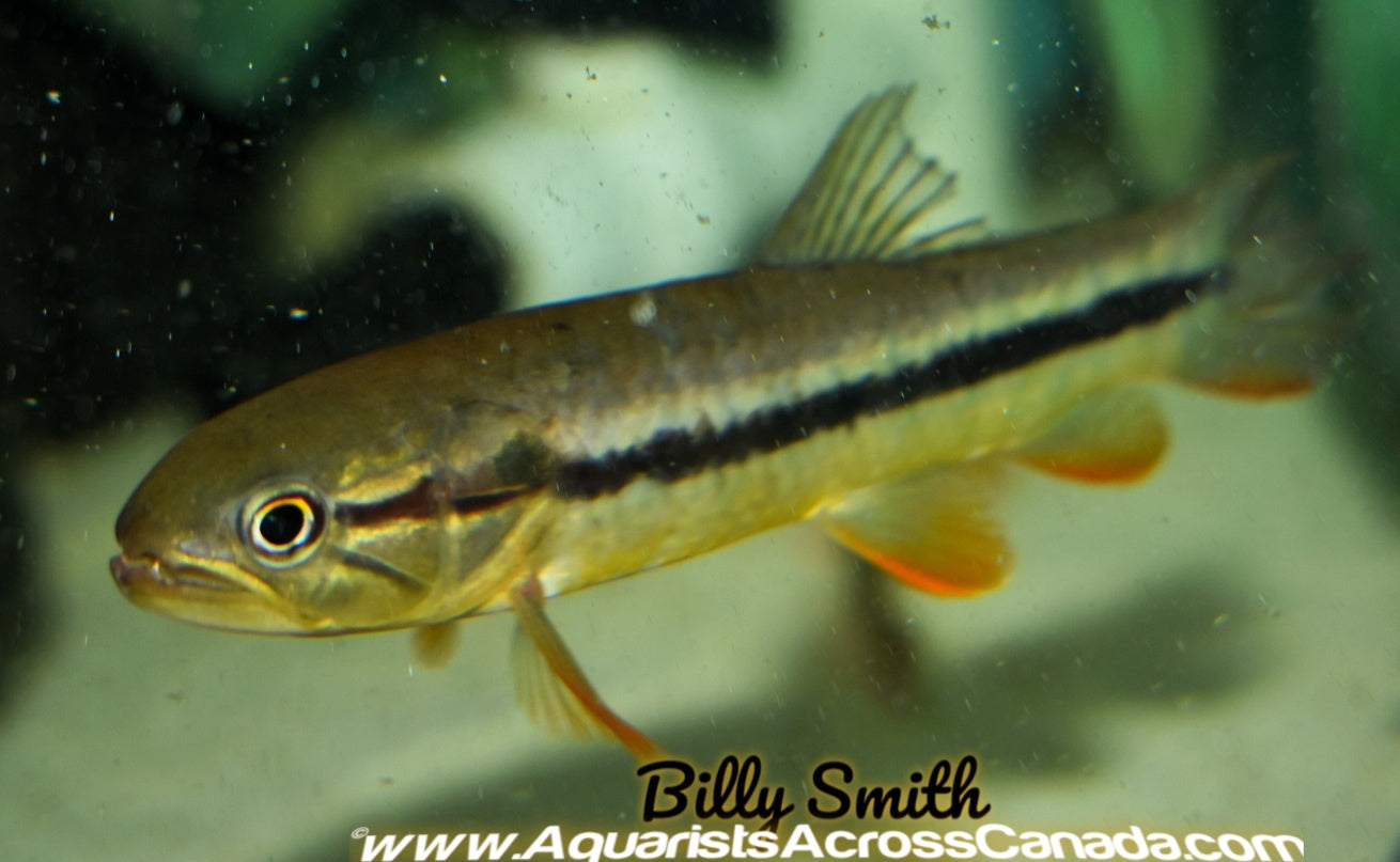 GOLDEN WOLF FISH (Hoplerythrinus unitaeniatus) - Aquarists Across Canada