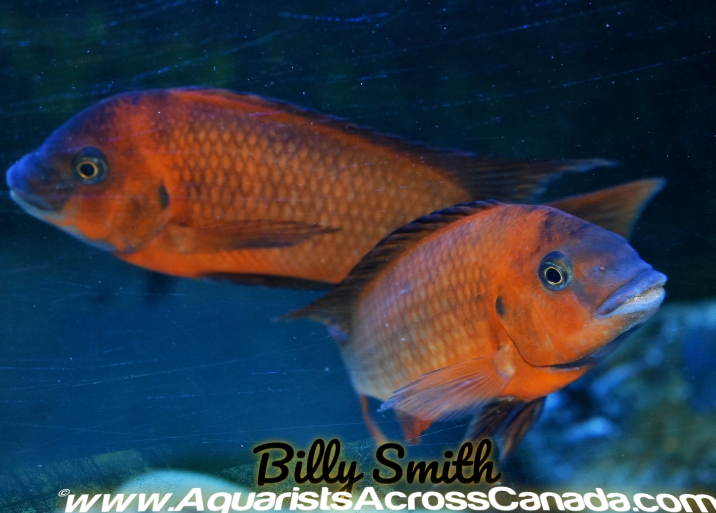 PETROCHROMIS. SP RED. BULU POINT 7+" - Aquarists Across Canada