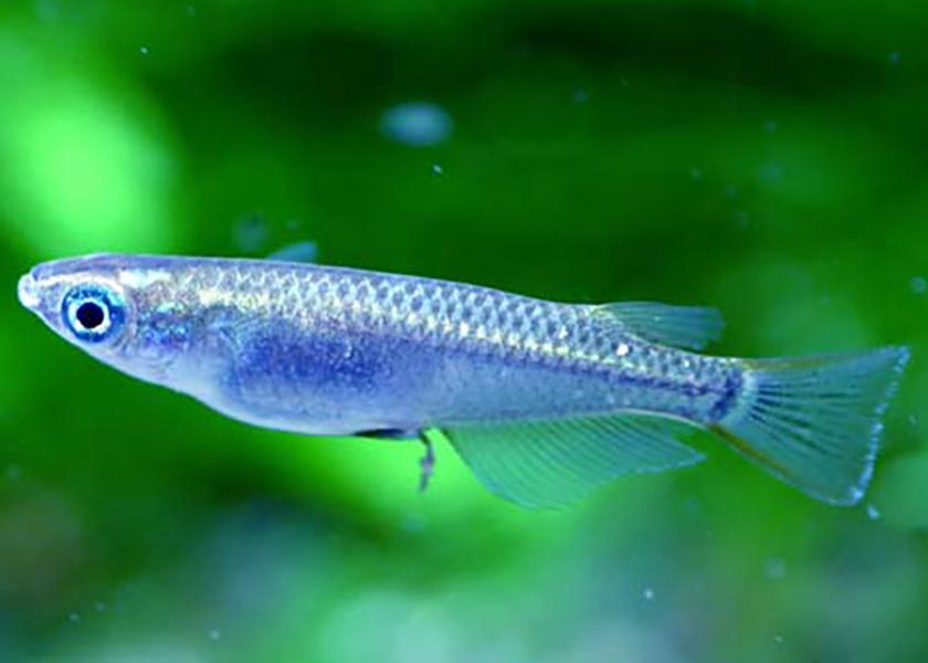 PLATINUM MEDAKA RICE FISH (Oryzias latipes)