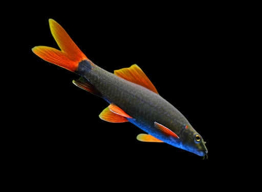 RAINBOW SHARK (Epalzeorhynchos frenatum)