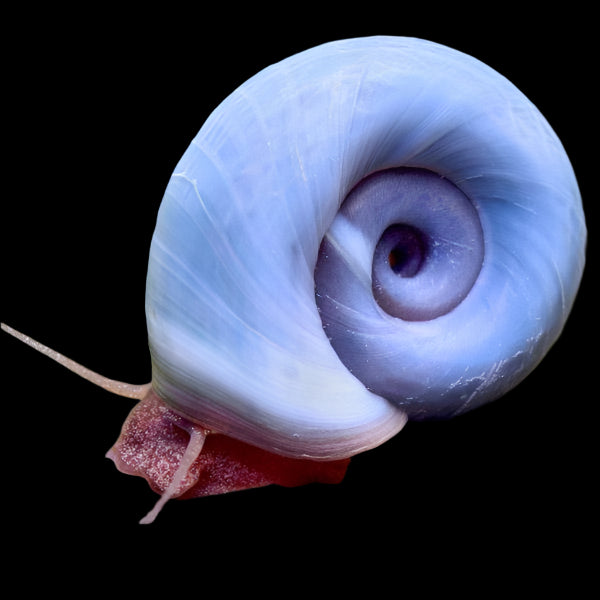 RAMSHORN SNAIL "BLUE" – Aquarists Across Canada