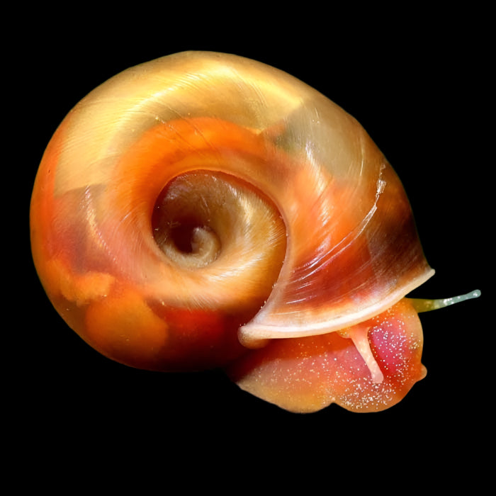 RAMSHORN SNAIL "RED"