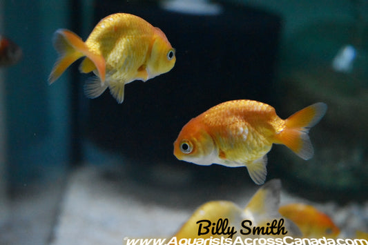 RANCHU (Carassius Auratus) 2.5" - Aquarists Across Canada