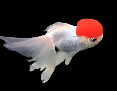 RED JELLYHEAD ORANDA (Carassius Auratus) 4" - Aquarists Across Canada