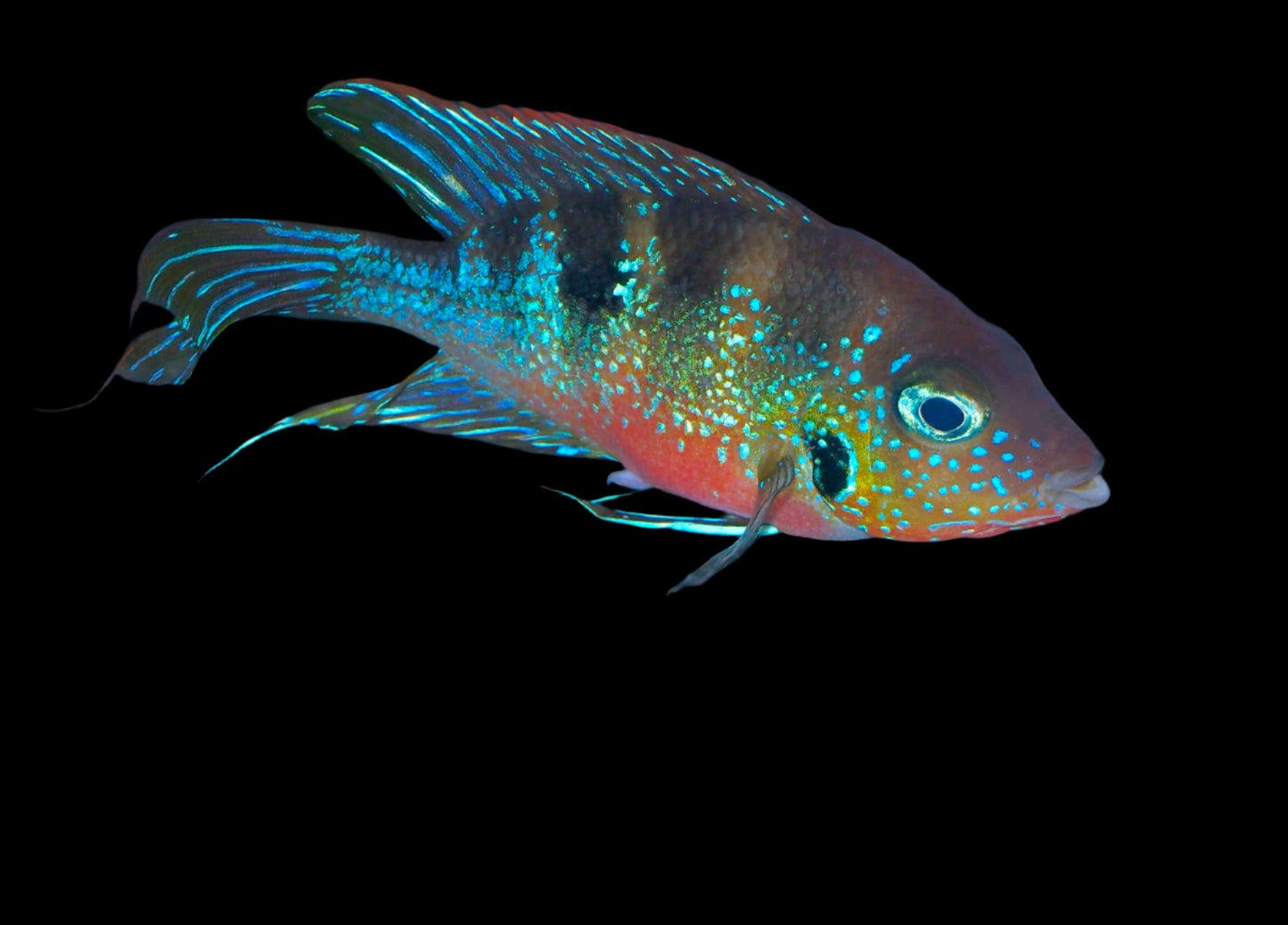 RED FLASH CICHLID (Thorichthys aureus) - Aquarists Across Canada