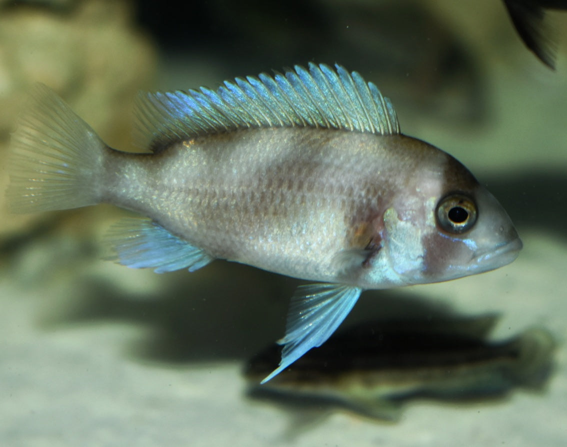 RED FRONTOSA (Cyphotilapia .sp Red) – Aquarists Across Canada